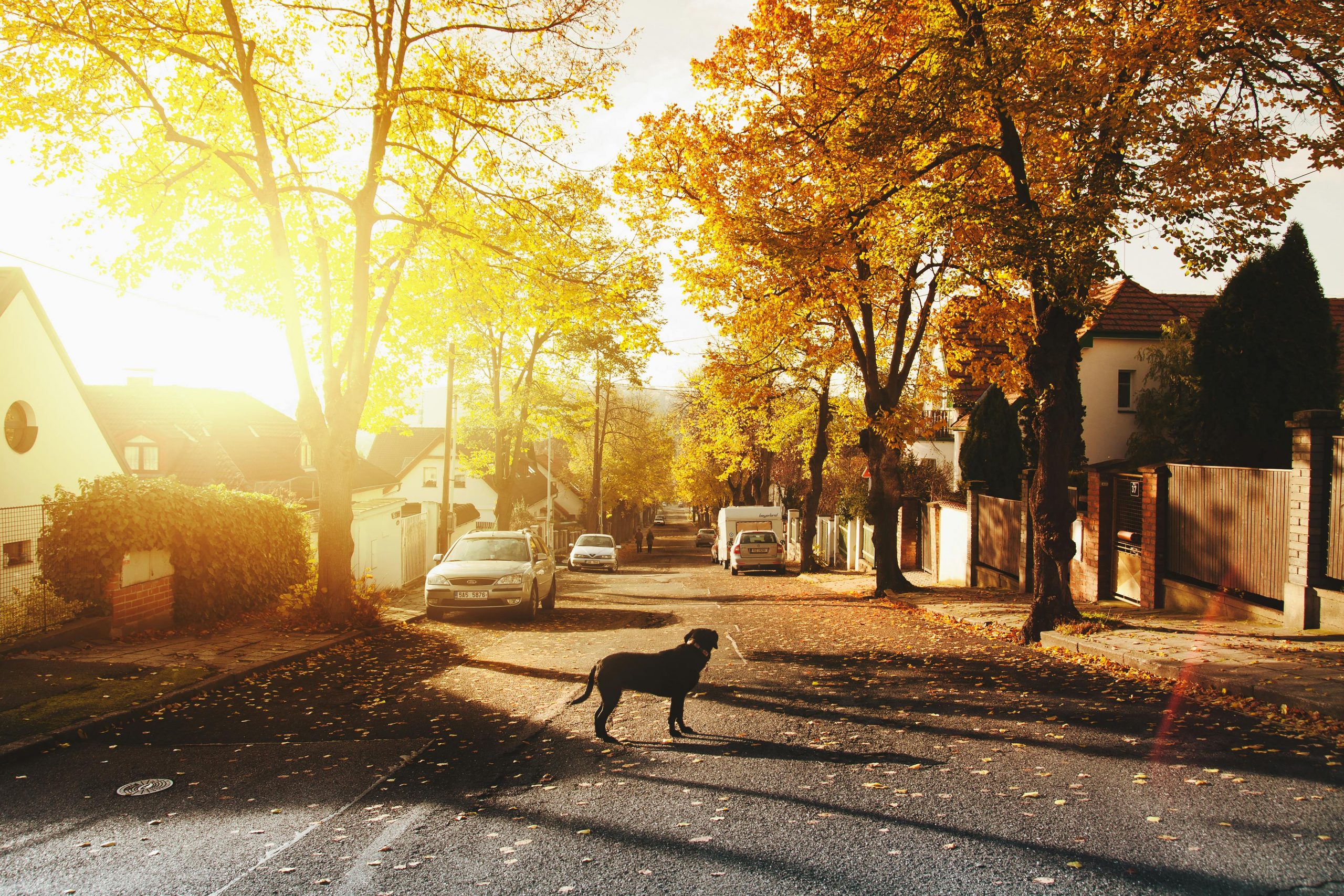 A streetscape in autumn with a dog