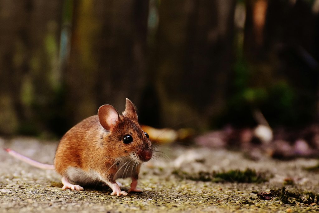 Field mouse outside