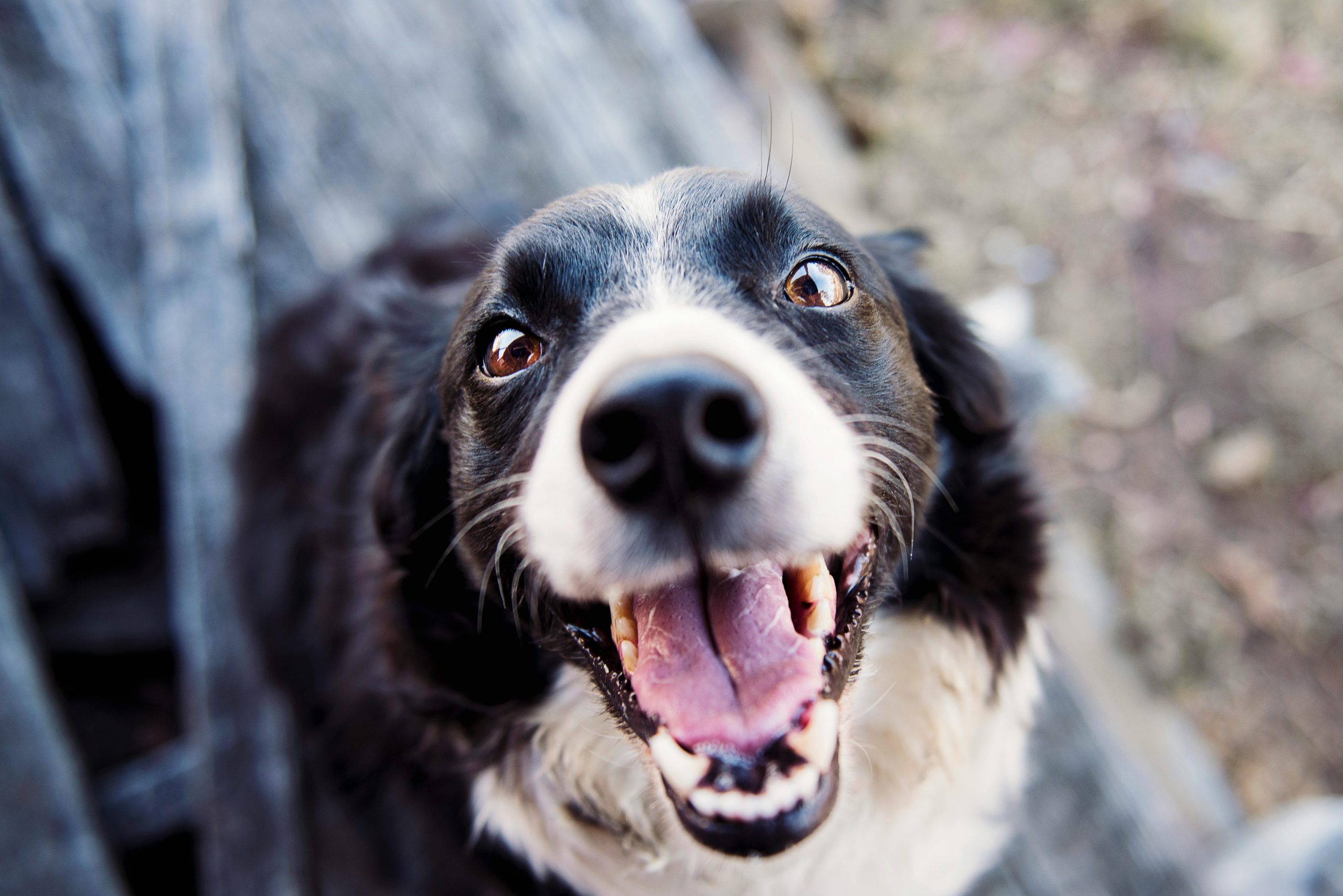 Close up of a smiling dog