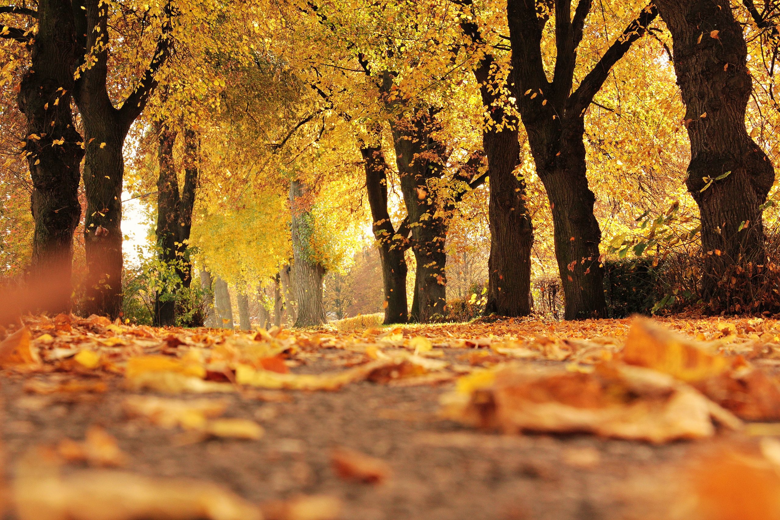 Autumn tree-lined street